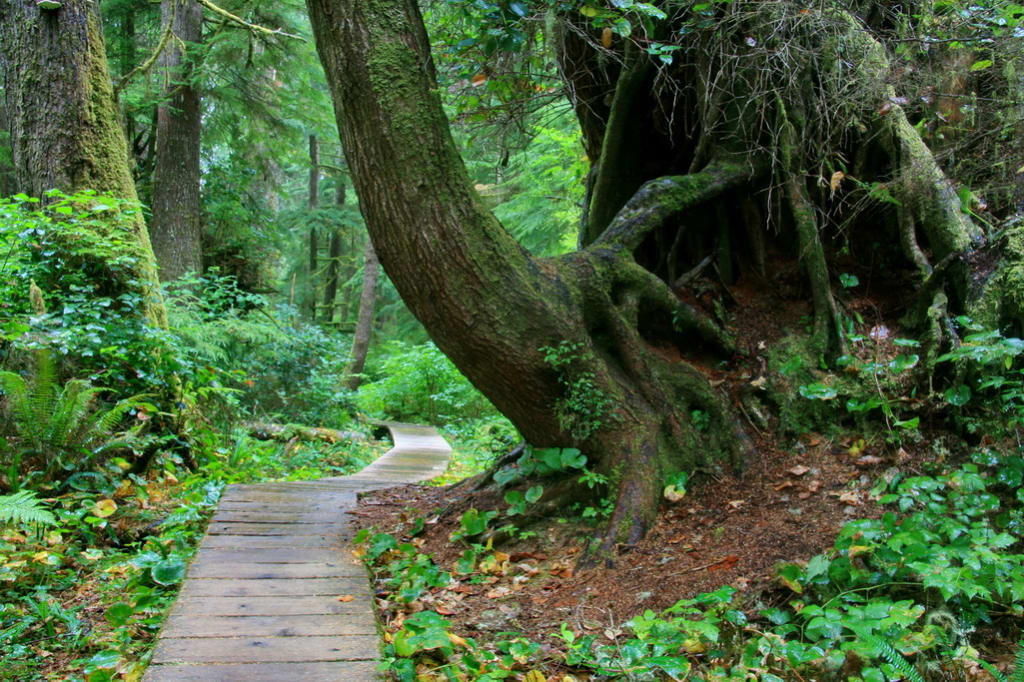 Schooner Cove Trail Jennifer Bulava