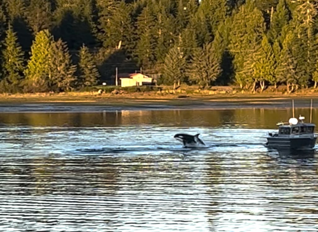 Whale surfacing near a tour boat along the Tofino shoreline