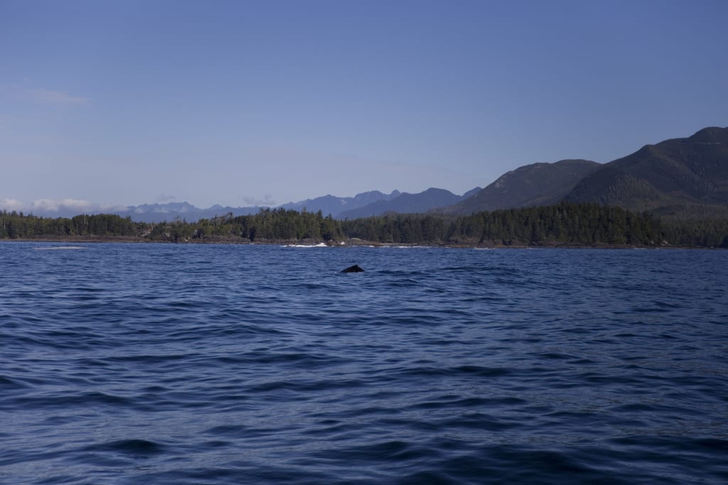 Barkley Sound near Ucluelet, BC