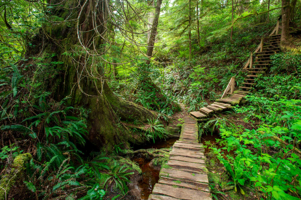 The Big Tree Trail, Tofino