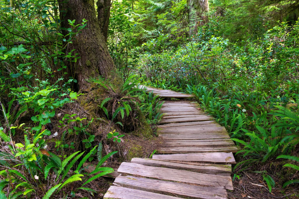 The Big Tree Trail, Tofino