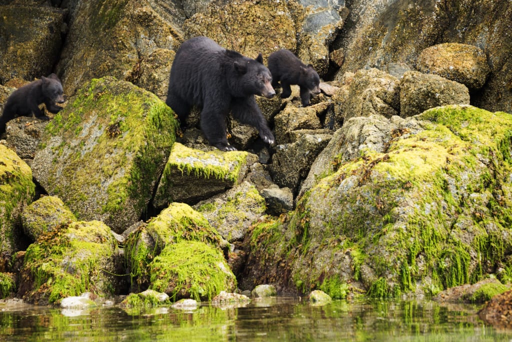 Wildlife, Tofino