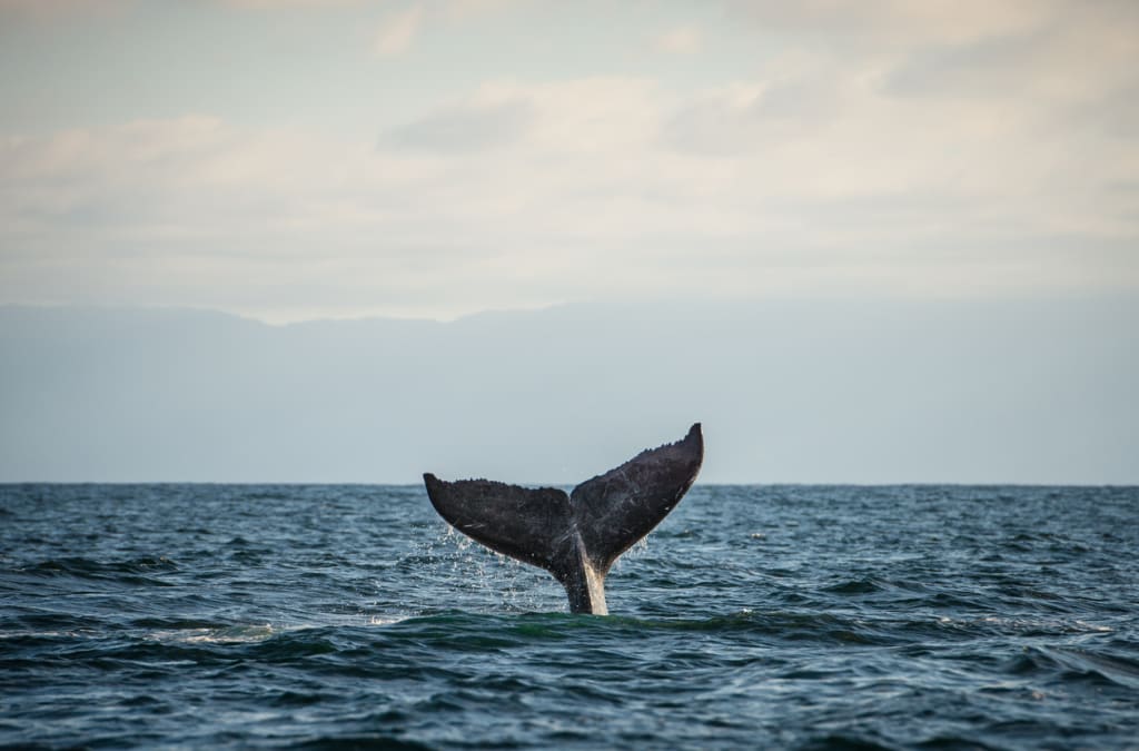 Whale watching/Wildlife tours, Tofino