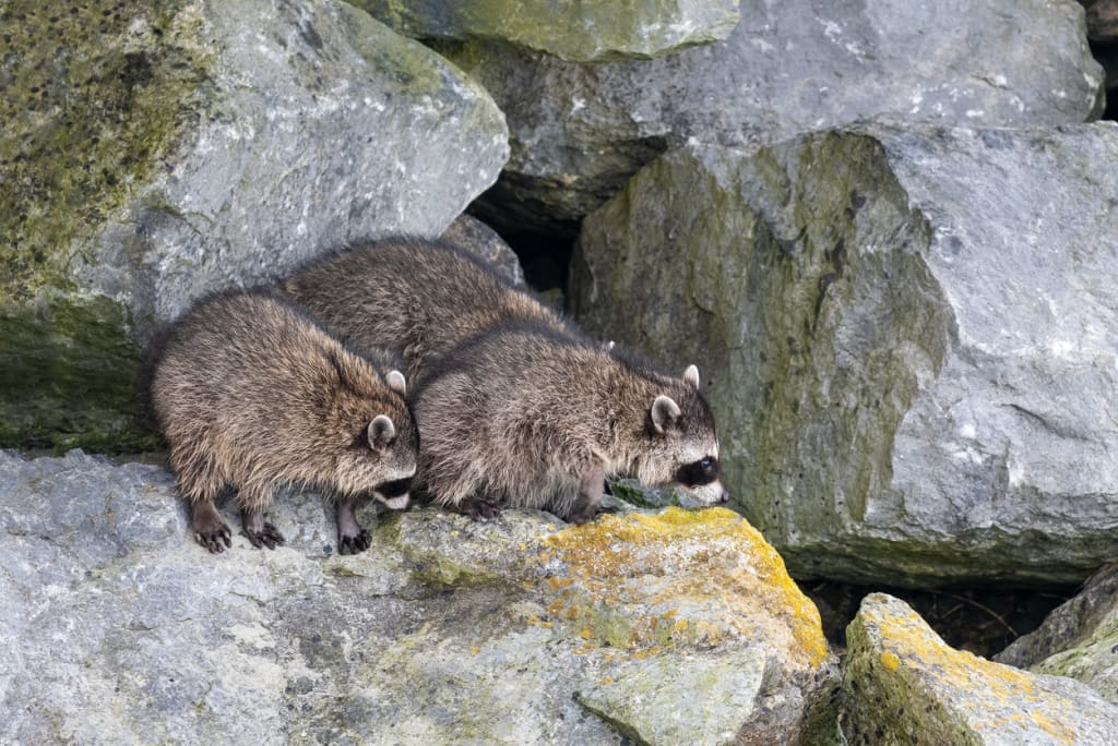 Wildlife, Tofino
