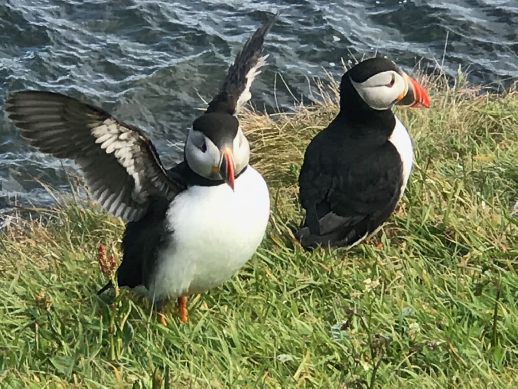 Bird watching, Tofino
