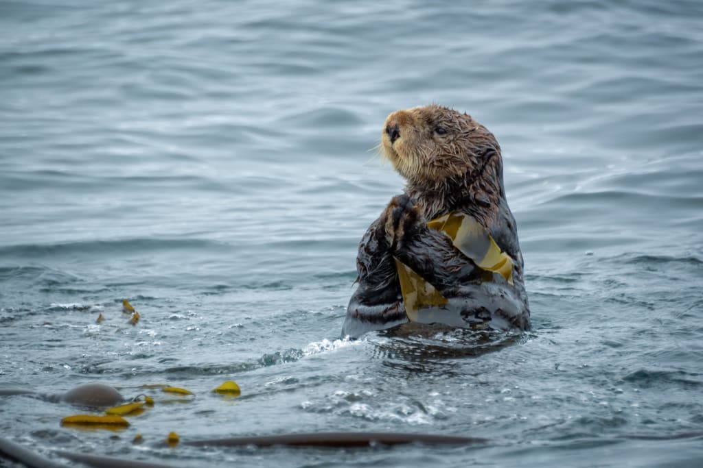 Wildlife, Tofino