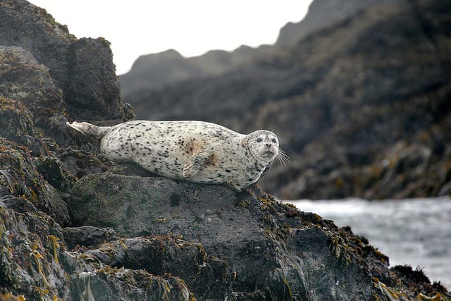 Wildlife, Tofino