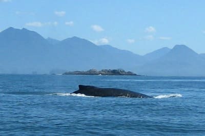Things to Do in Ucluelet and Tofino photo 6