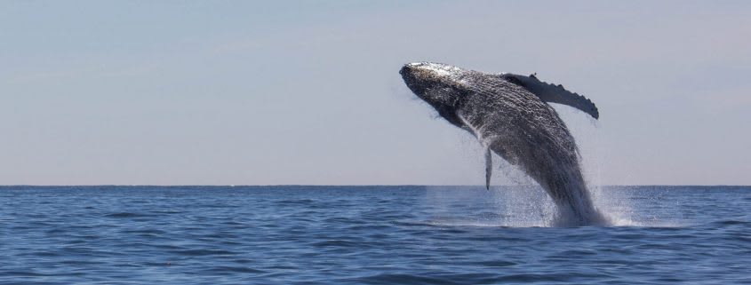 Whale Watching in Ucluelet, B.C.