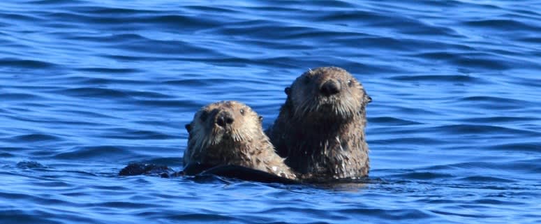 Things to do in Tofino besides Surfing and Beaches