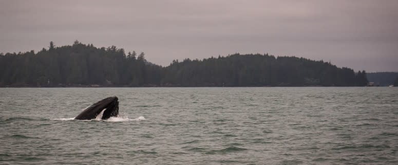 Whale Watching in Tofino, B.C.