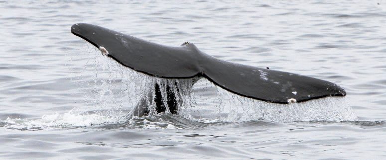 Pacific Rim Whale Festival 2018