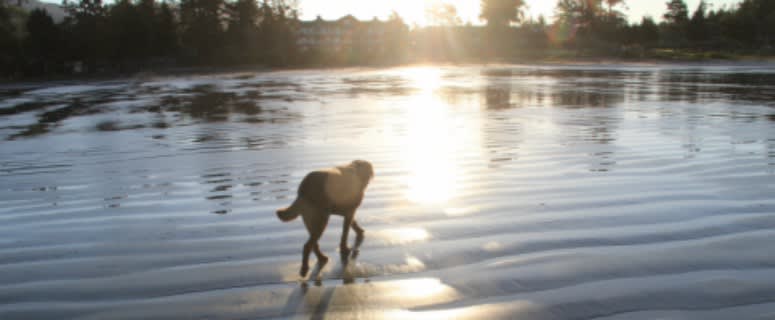 Visiting Tofino with Your Dog