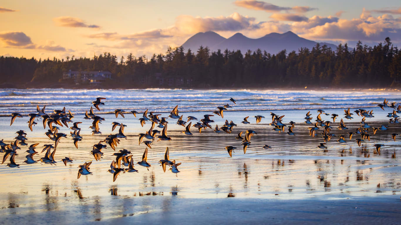 What to Do Between Ucluelet and Tofino
