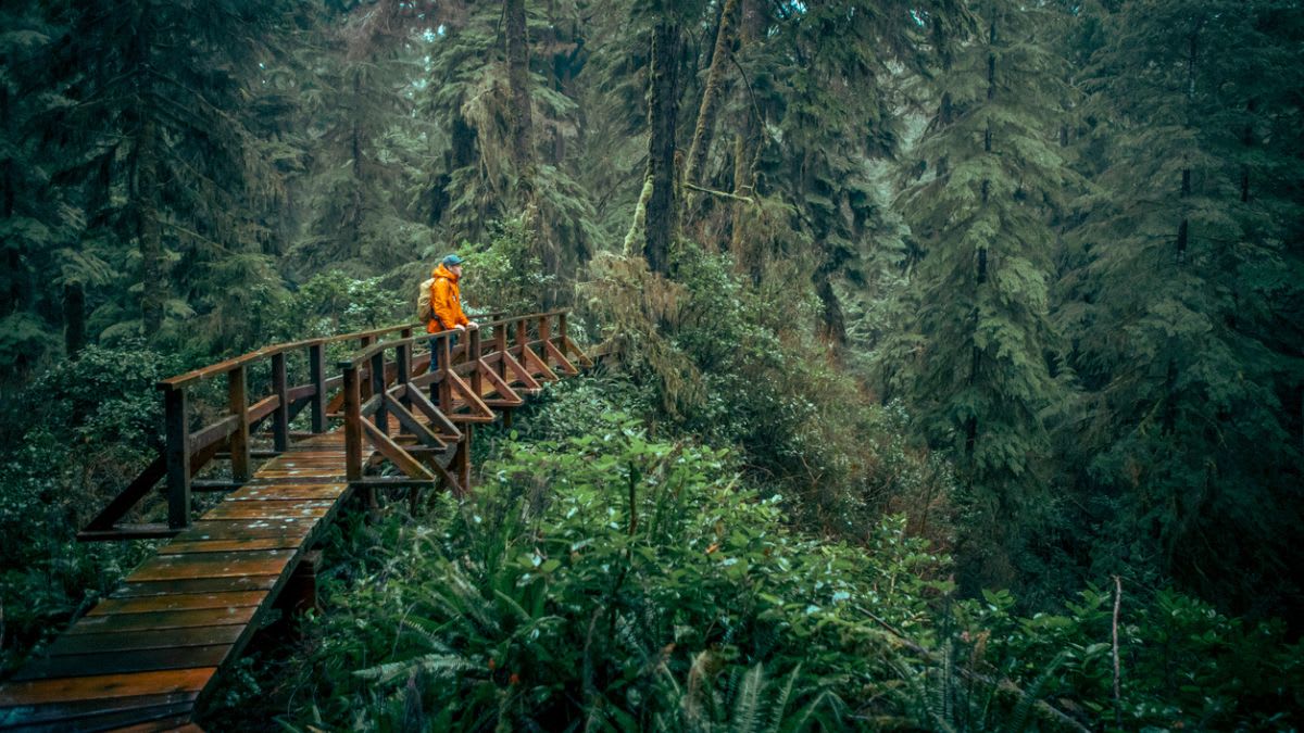 Best Trails in Tofino: Easy Walks, Rainforest Paths & Hikes
