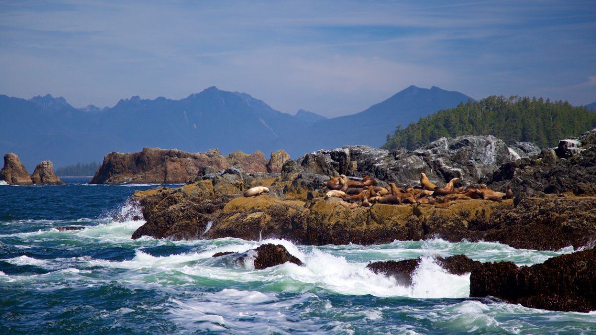 Best Wildlife Watching Spots in Ucluelet