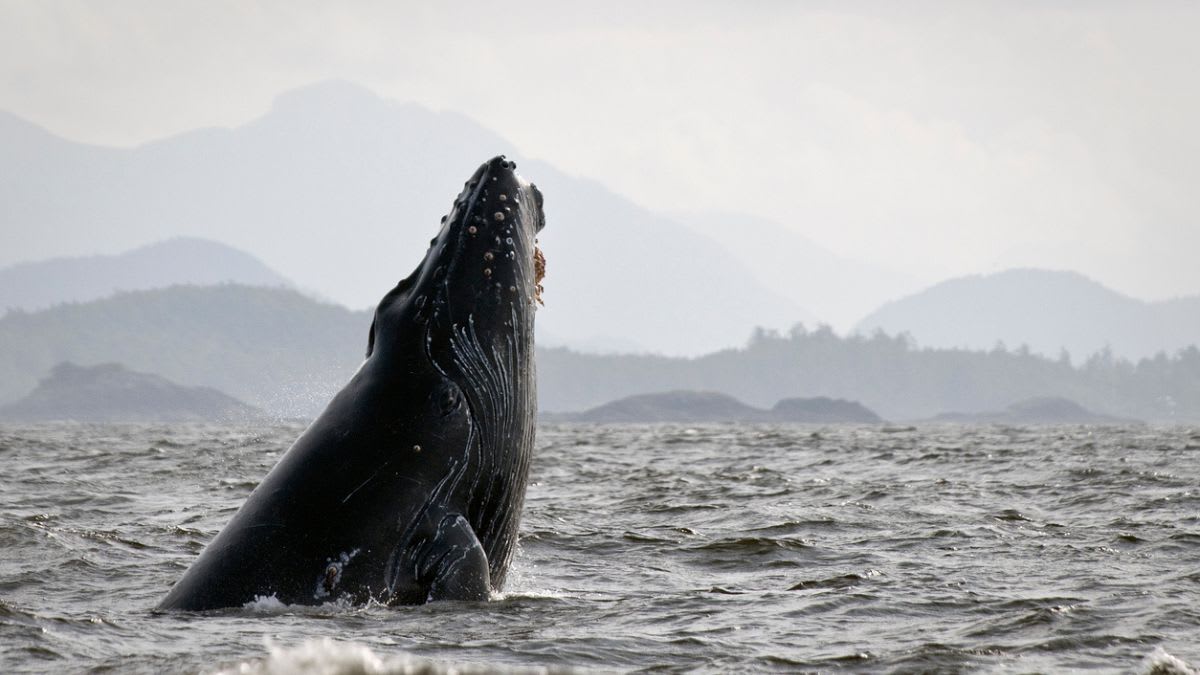 Best Time for Whale Watching in Ucluelet 