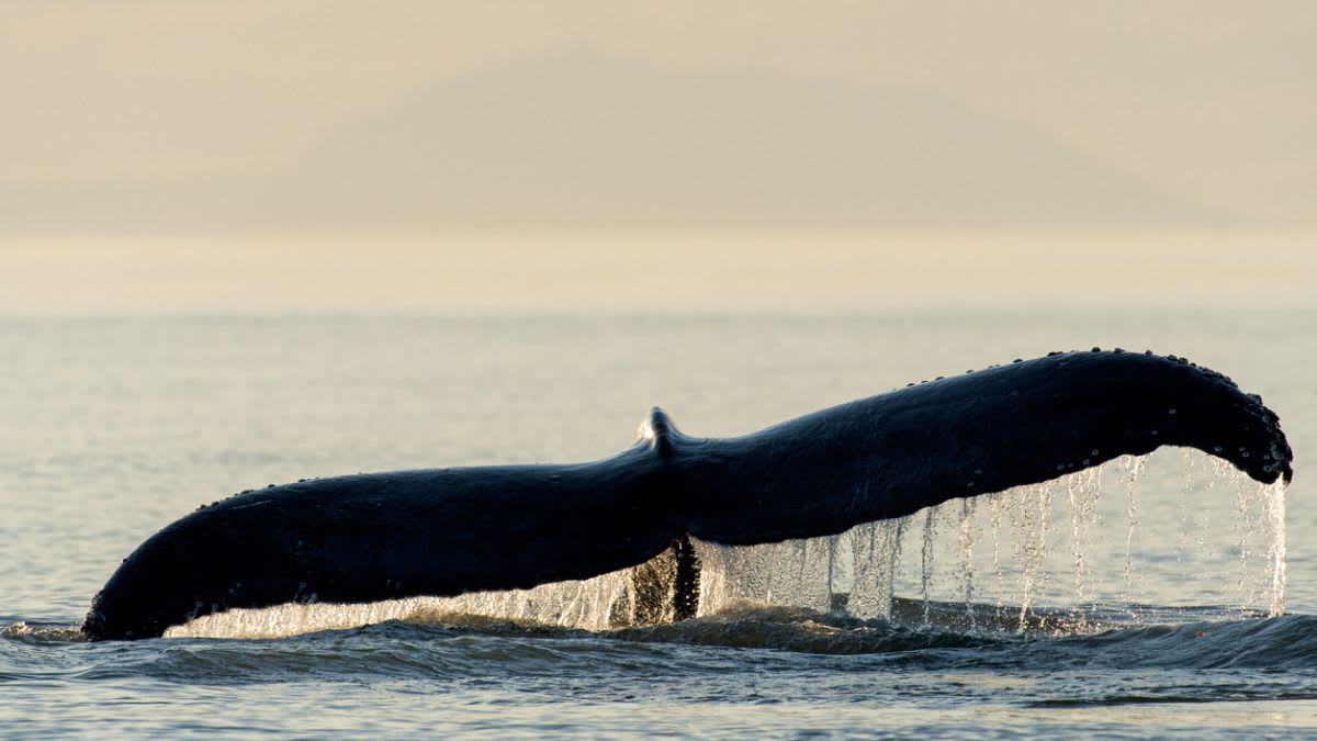 Whale Watching Guide: What You Are Actually Seeing on the Water