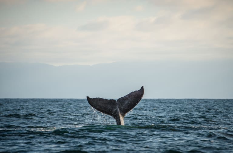 Whale watching