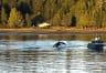 Whale Watching