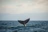 Whale watching
