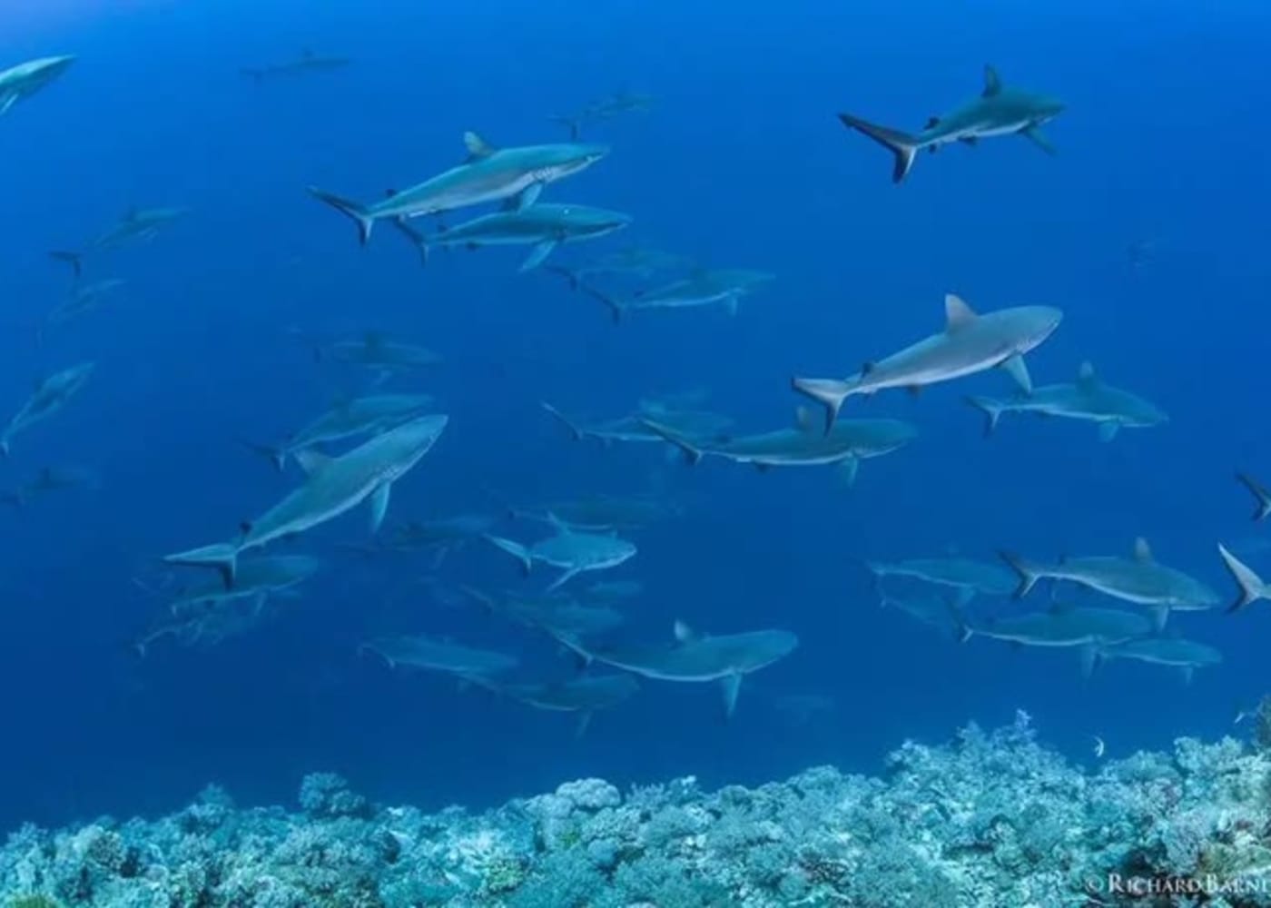 Palau