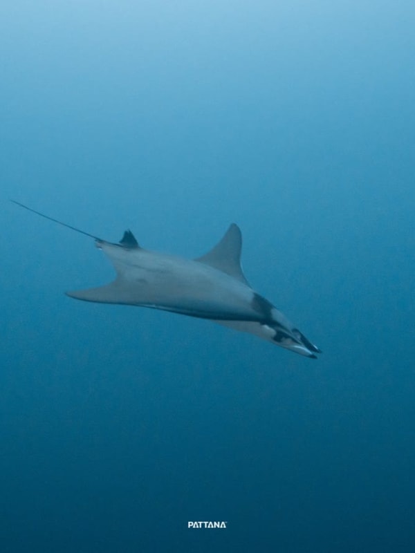 Ambon – Banda Sea