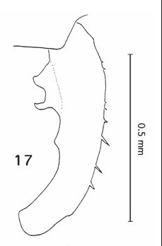 Anal Appendage