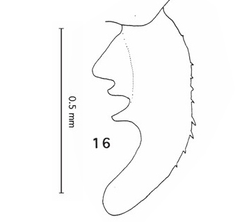 Anal Appendage