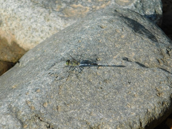 Diplacodes trivialis