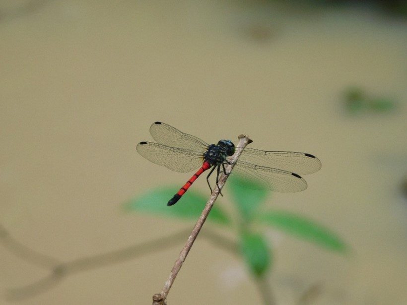 Agrionoptera insignis