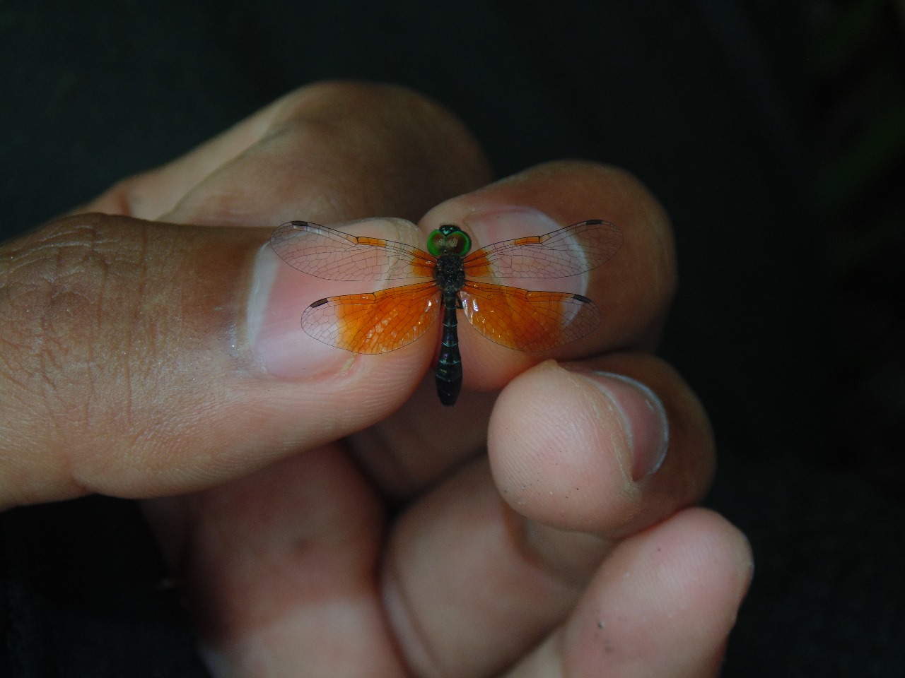 Nannophyopsis chalcosoma