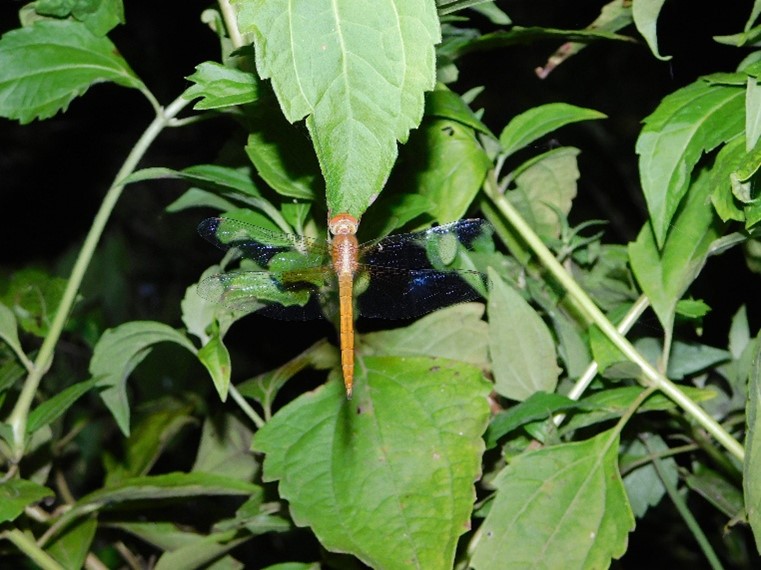Tholymis tillarga