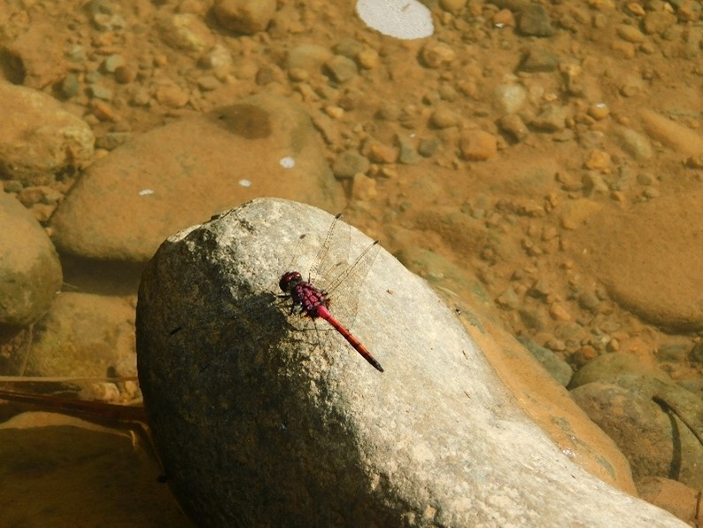 Trithemis lilacina