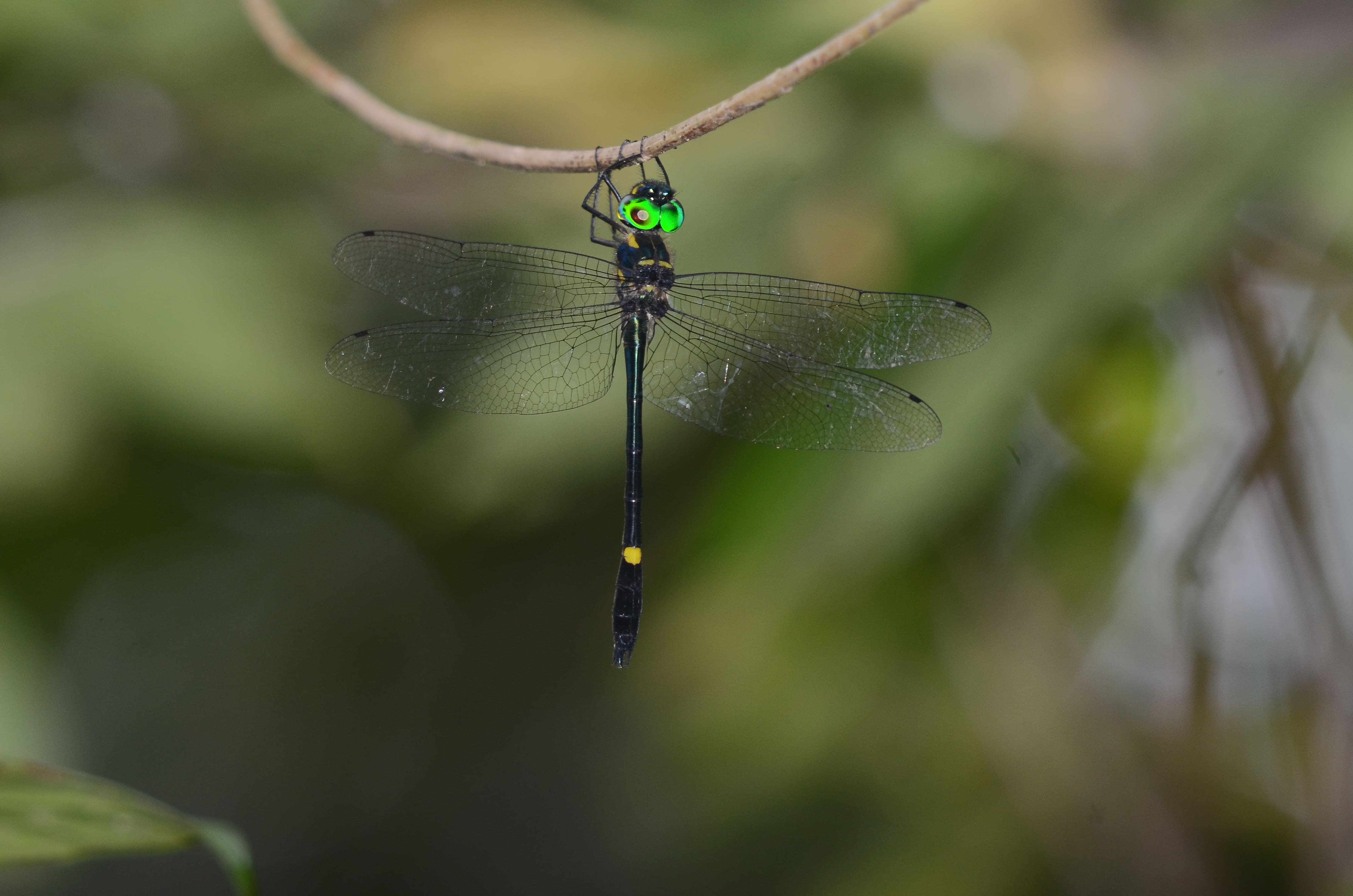 Macromia eurynome