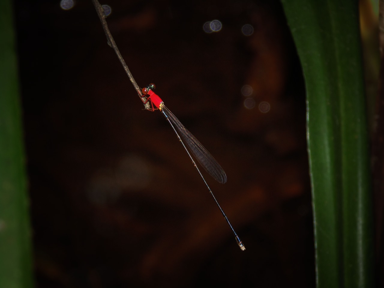 Amphicnemis kuiperi