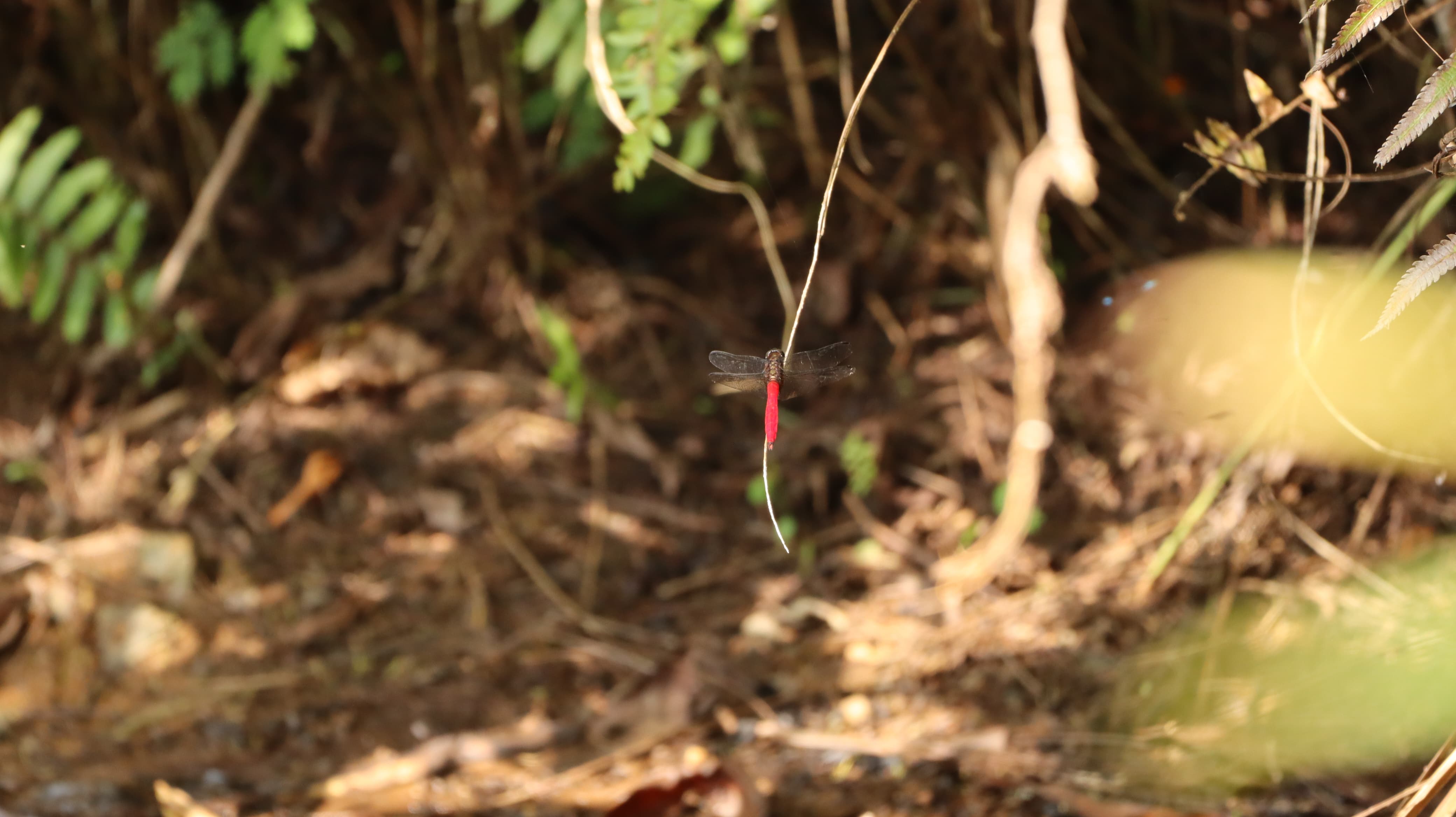 Orthetrum villosovittatum