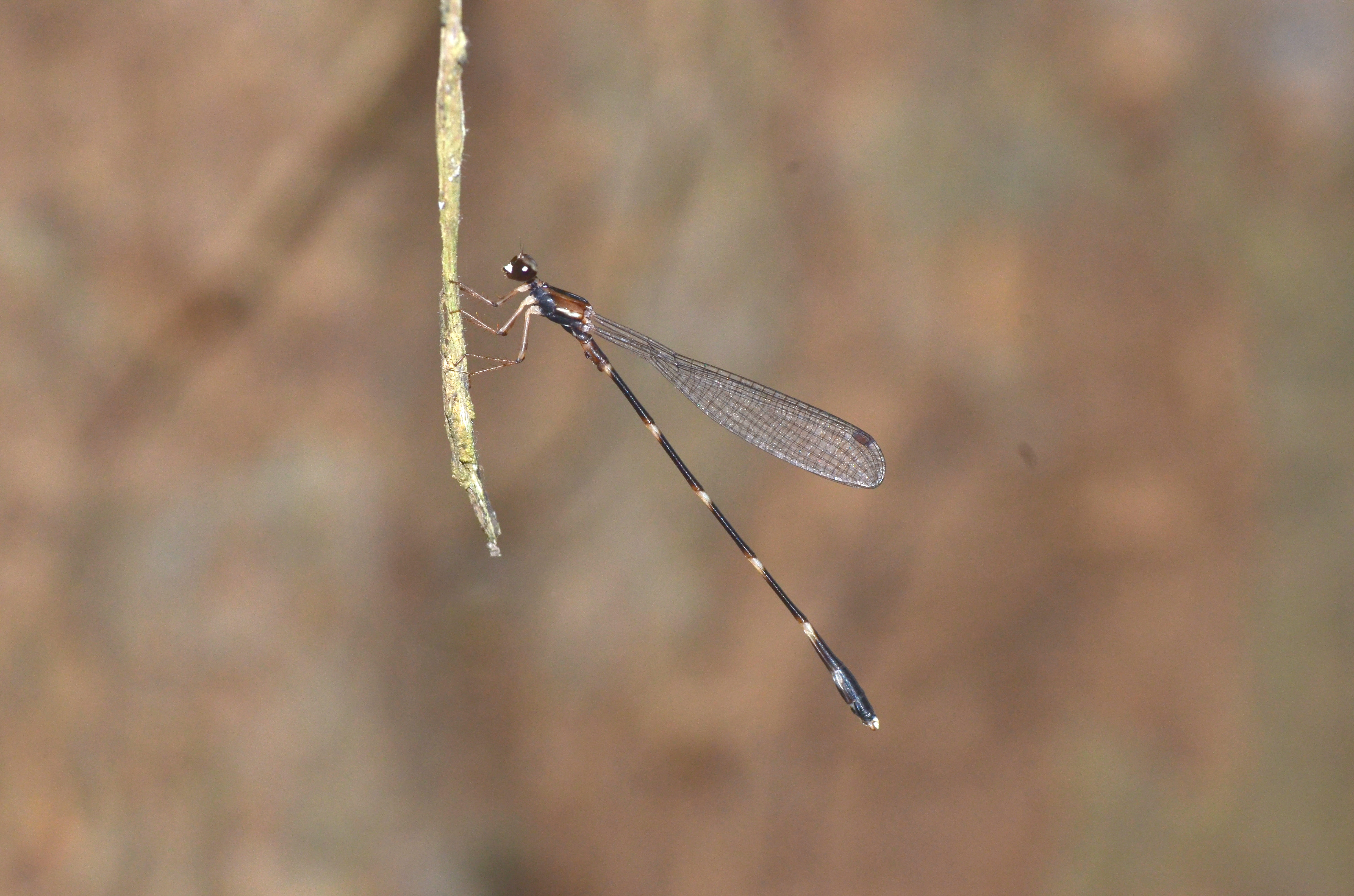 Database Update: Species Information Added for Sulawesi Drepanosticta