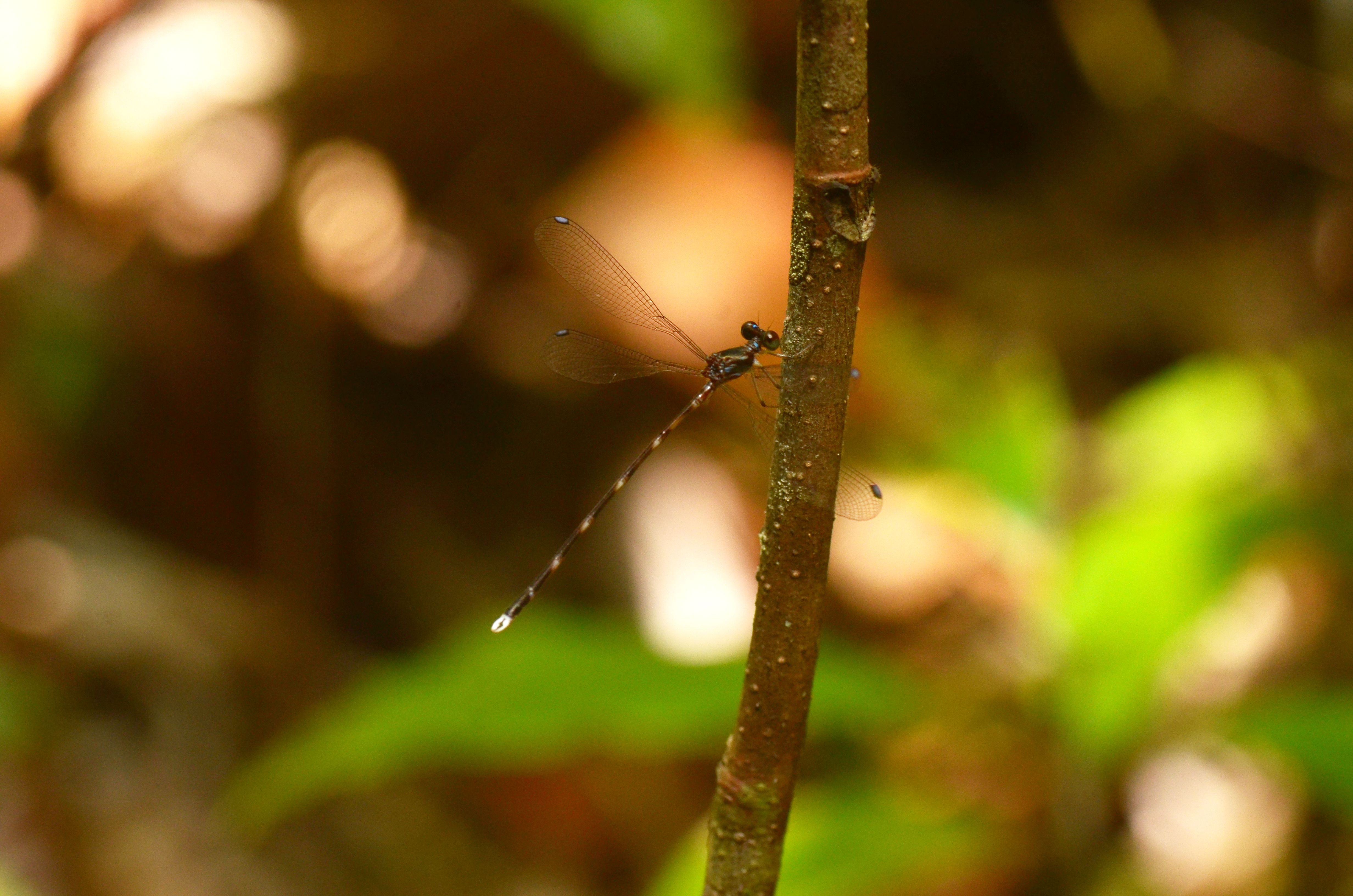 Argiolestes obiensis