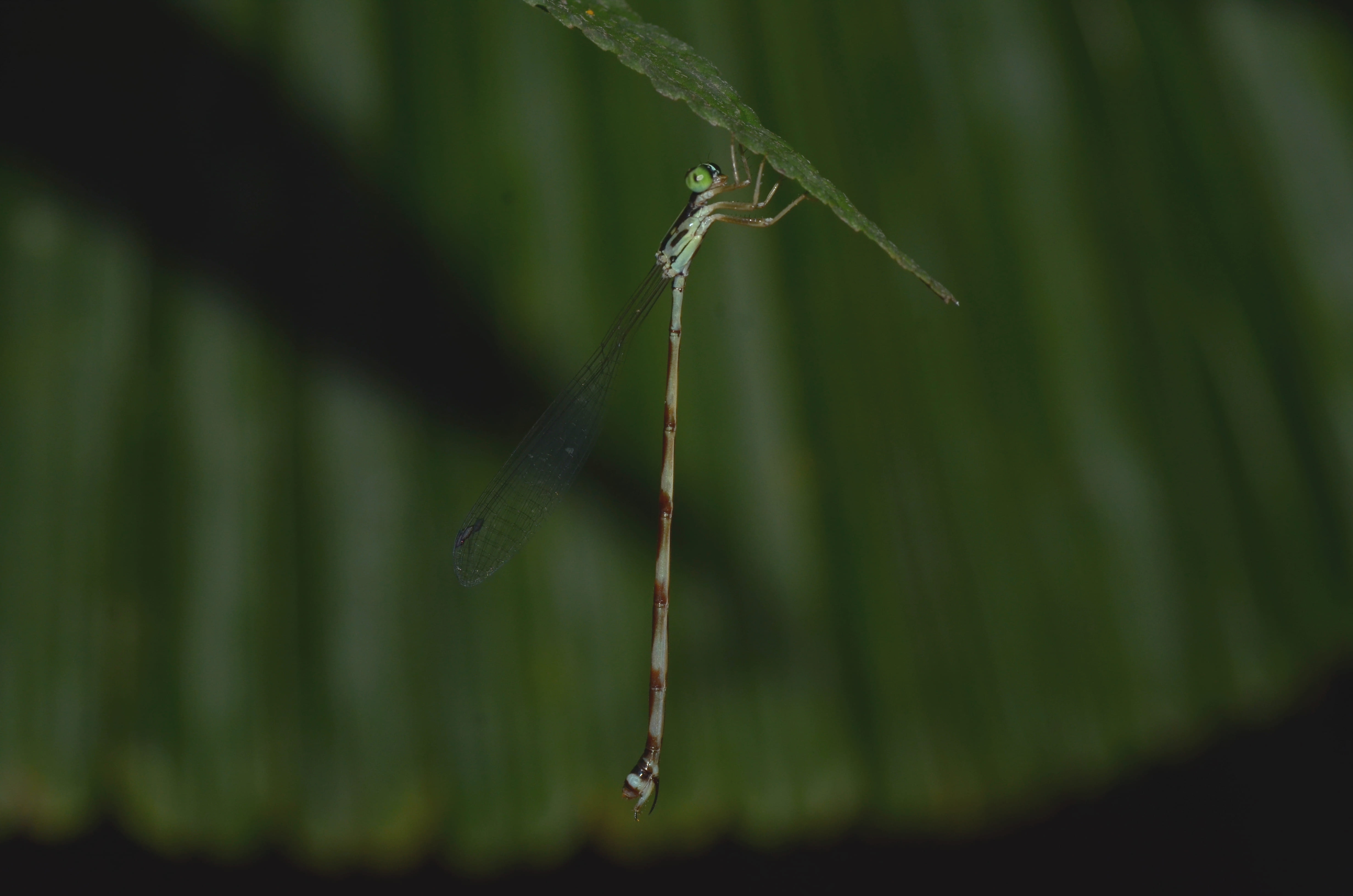 Selysioneura thalia