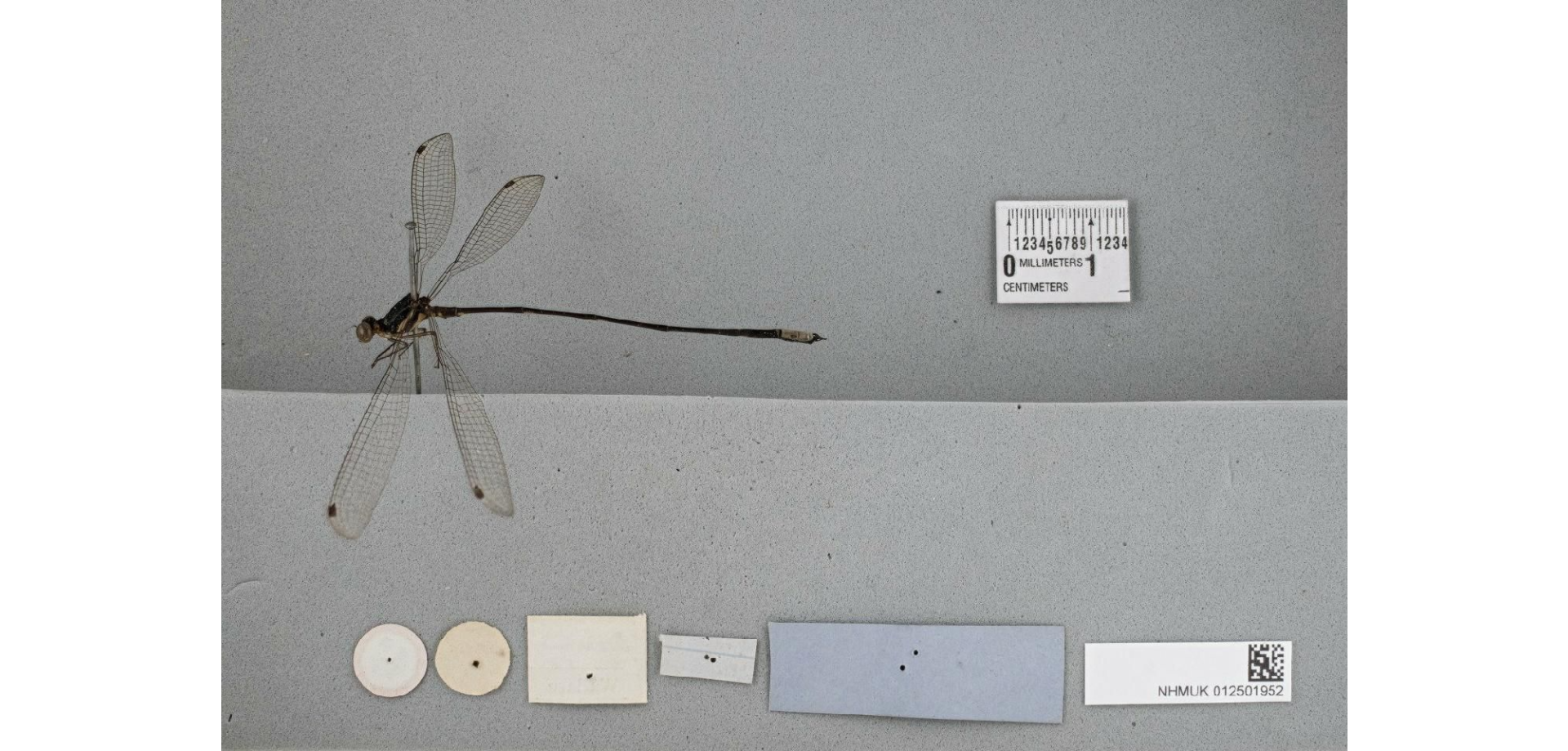 Protosticta gracilis