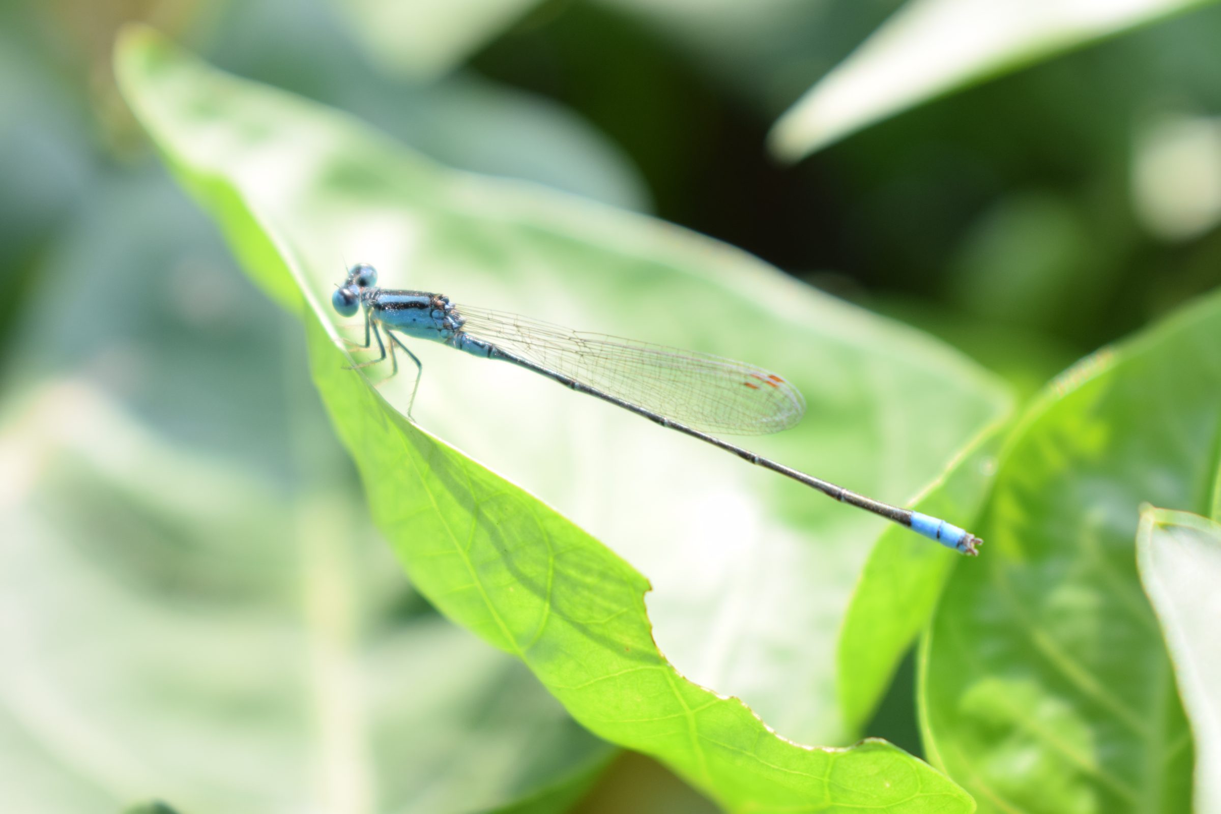 Pseudagrion nigrofasciatum