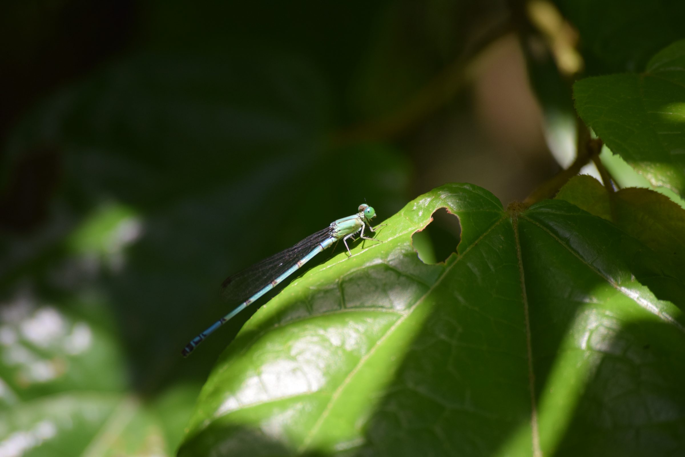 Ceriagrion annulosum