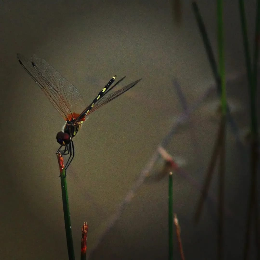 Trithemis pallidinervis