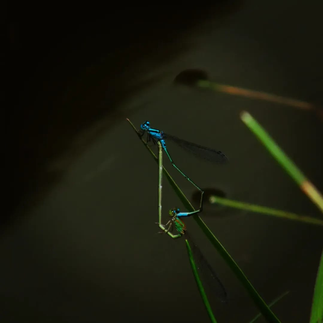 Pseudagrion coomansi