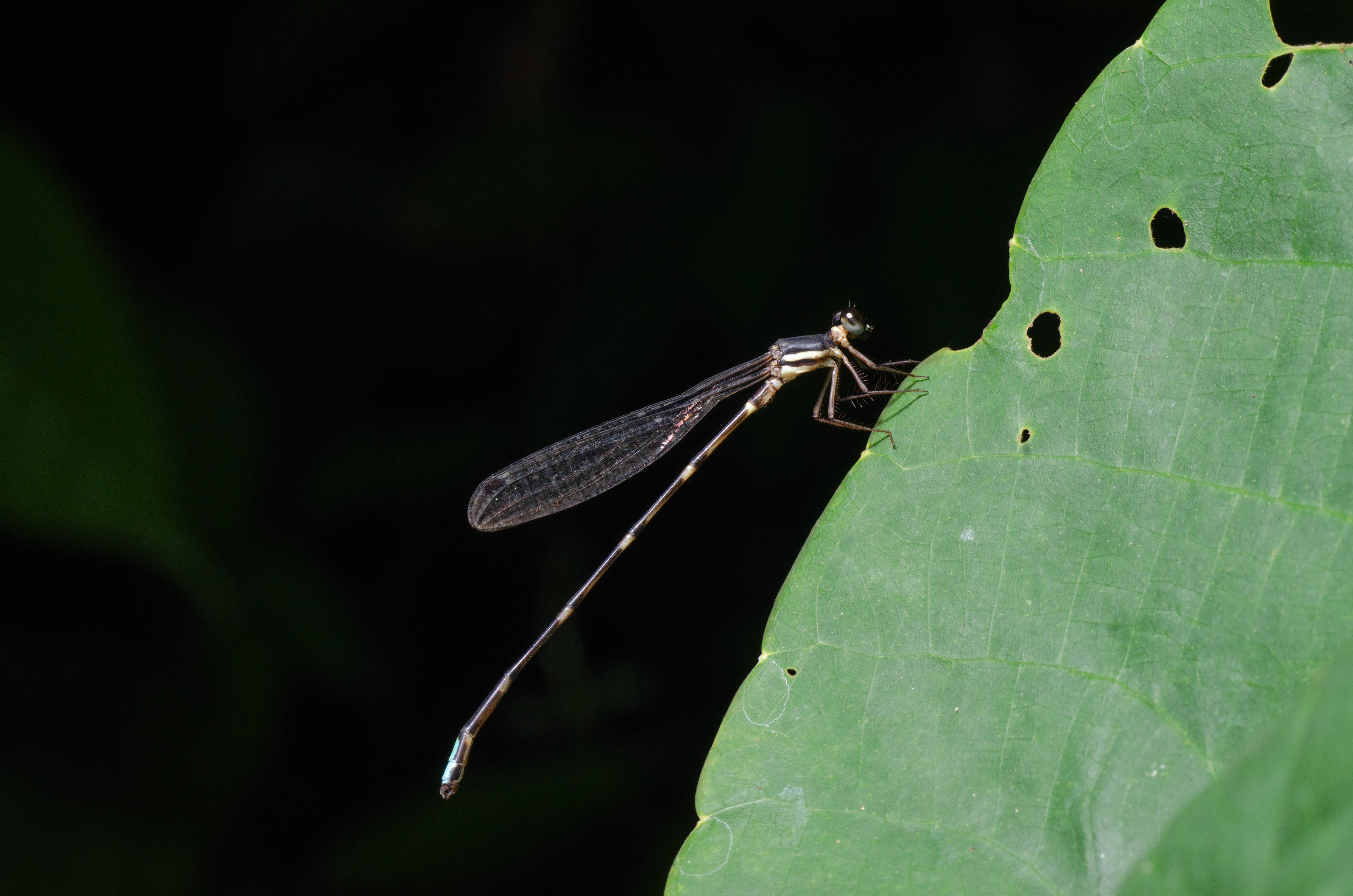 Protosticta simplicinervis