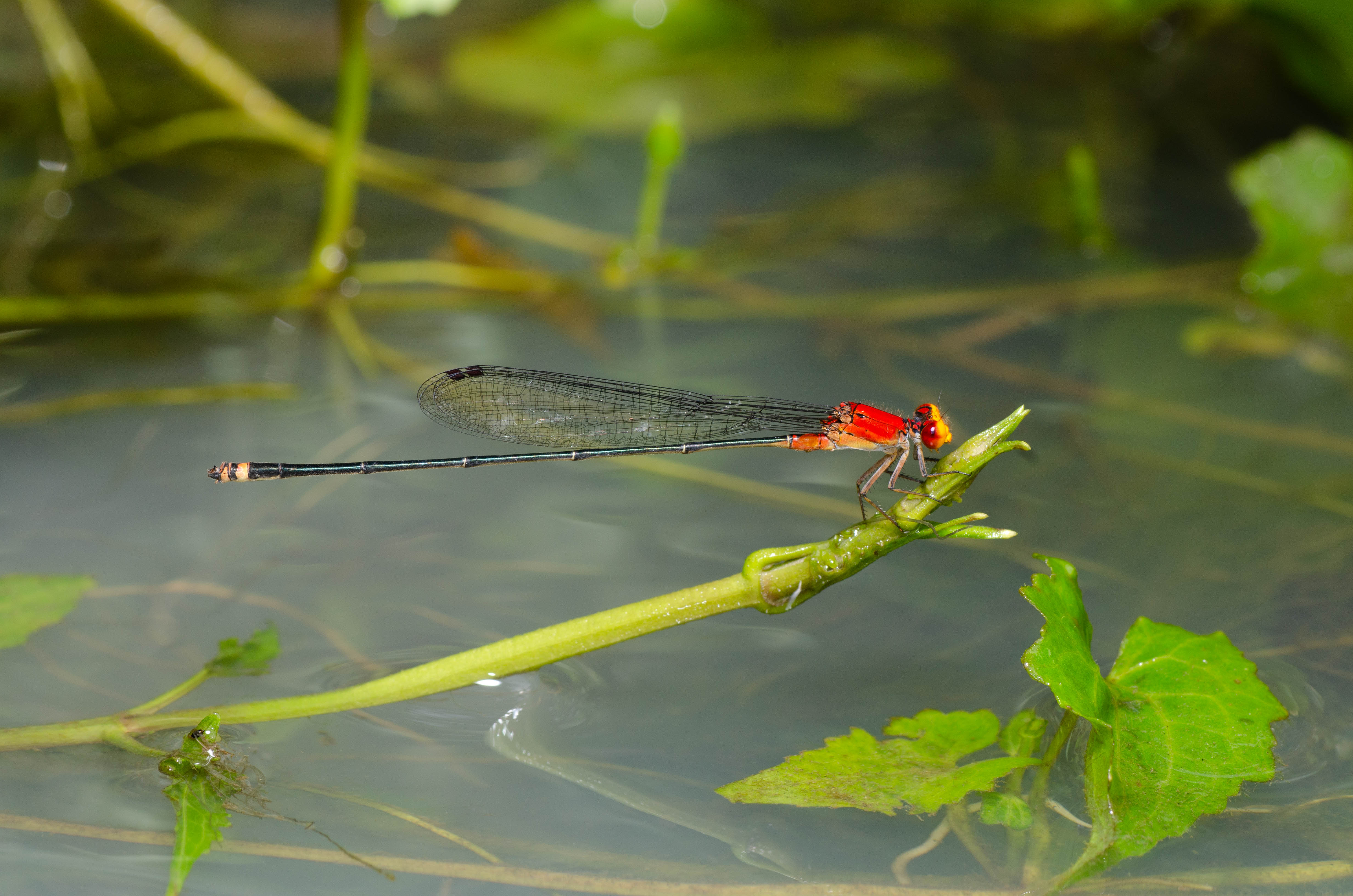 Pseudagrion ustum