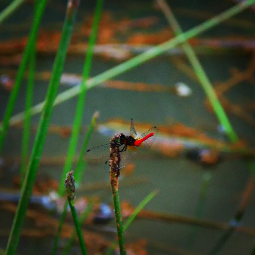 Nannophya pygmaea