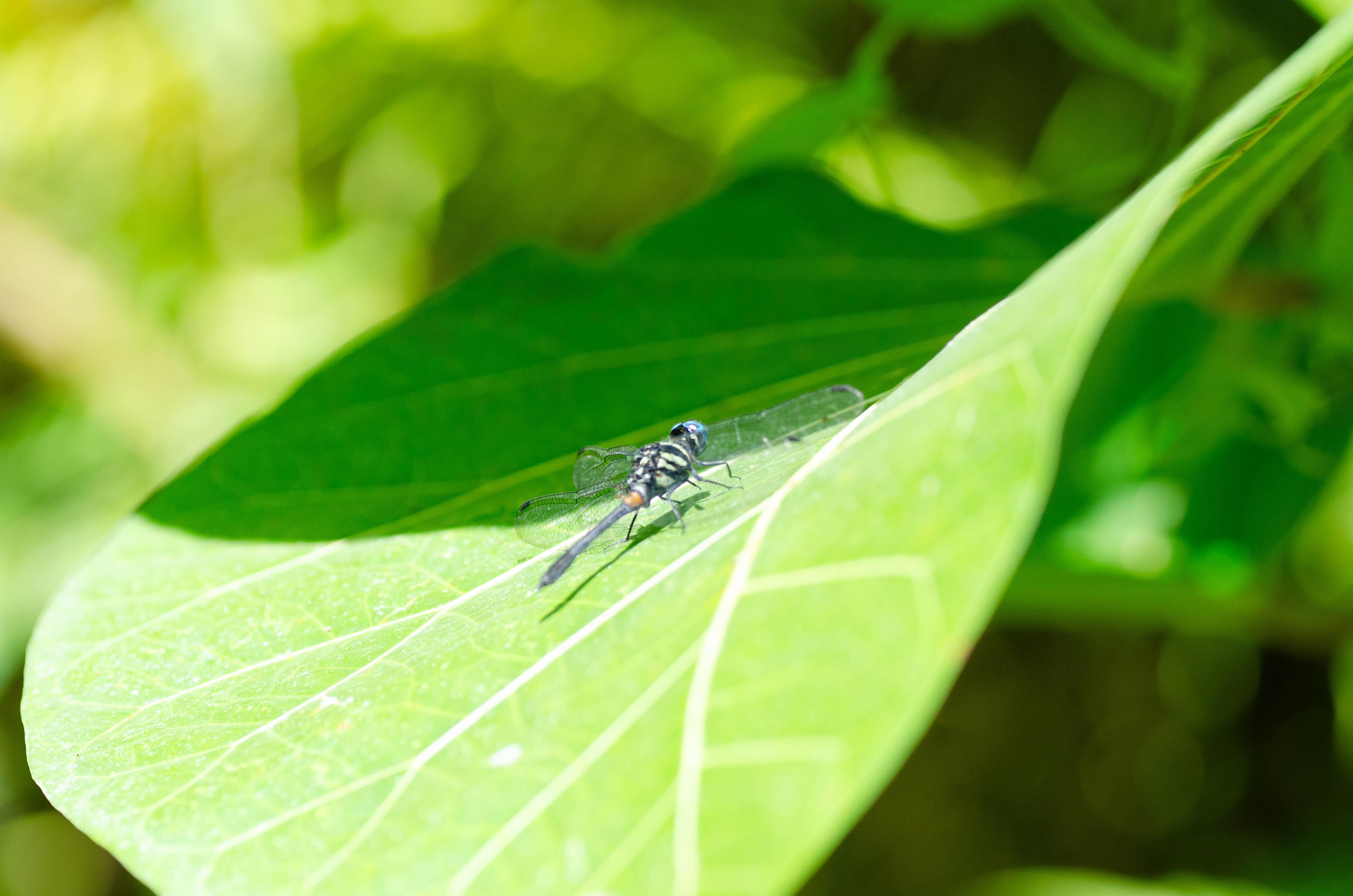 Diplacina militaris