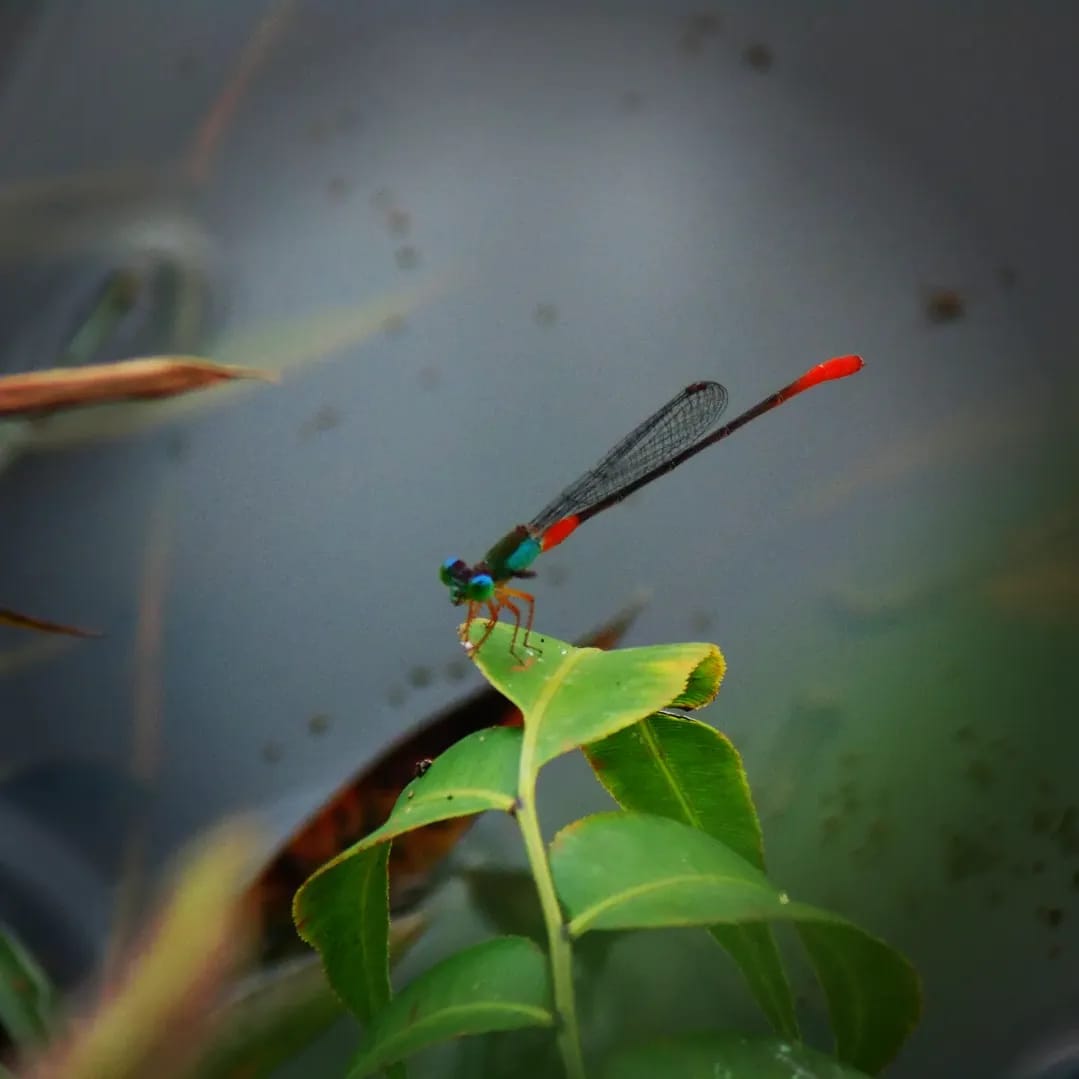 Ceriagrion cerinorubellum
